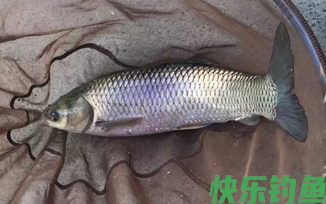 钓草鱼