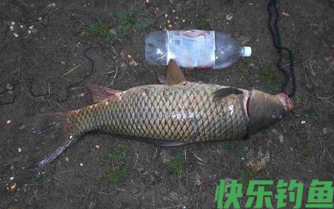 钓草鱼