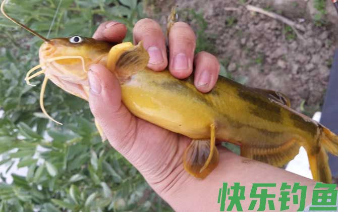 黄颡鱼