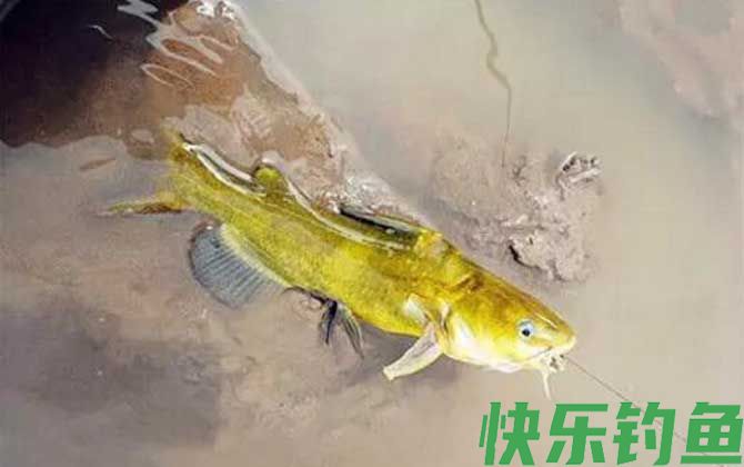黄颡鱼