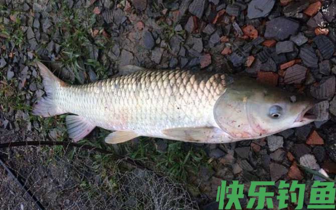 钓草鱼