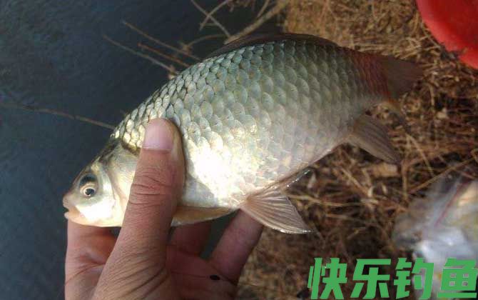 钓鲫鱼