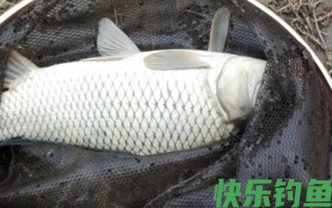 鲤鱼