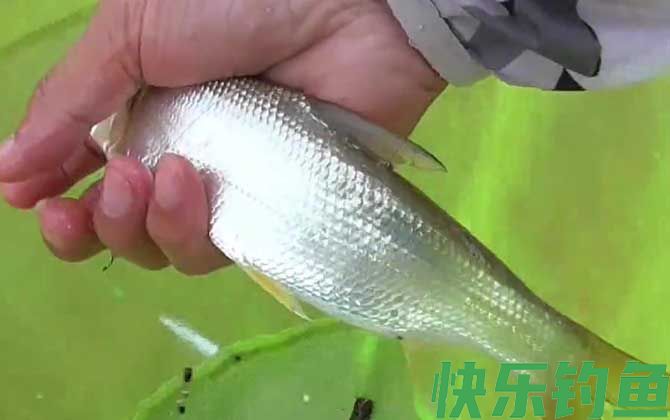 黄尾