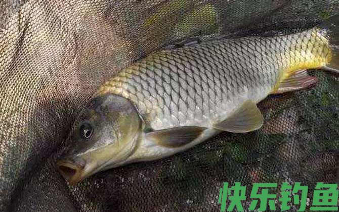 钓鲤鱼