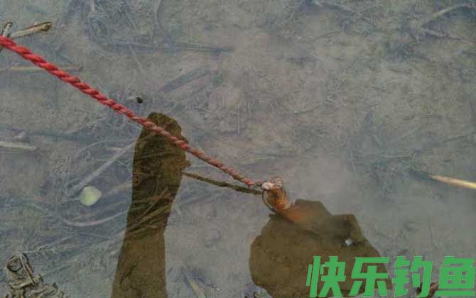 黄鳝