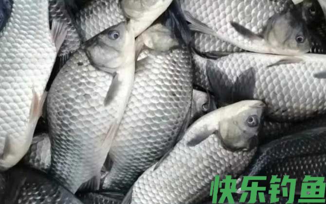 钓鲫鱼