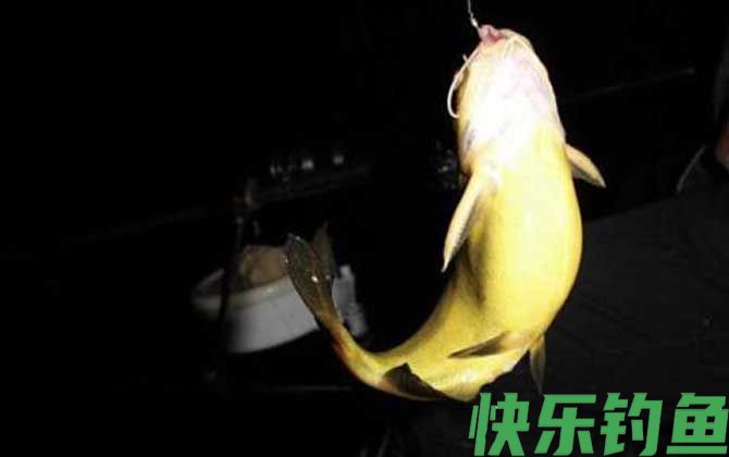 夜钓黄颡鱼