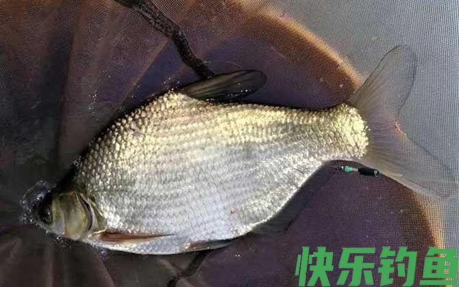 鳊鱼