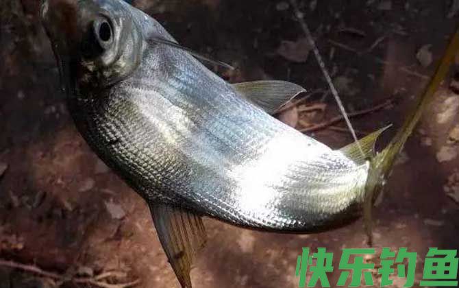 黄尾鱼