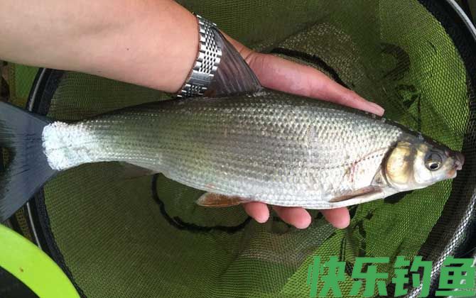 黄尾鱼