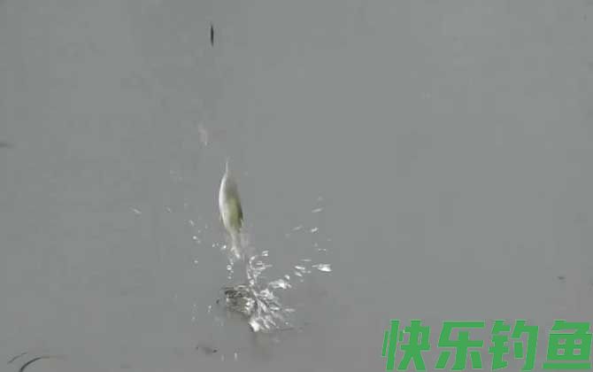 初夏钓鱼