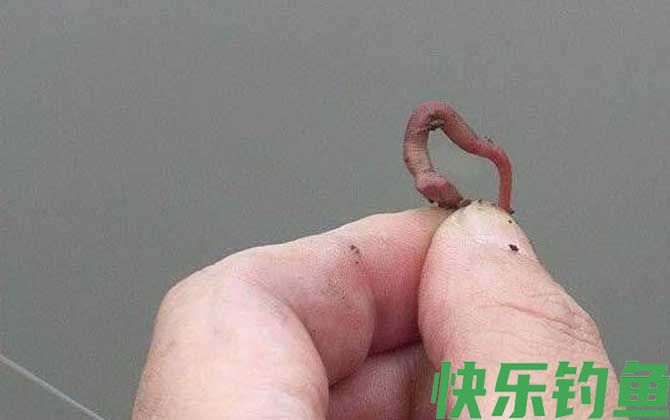 蚯蚓钓鱼
