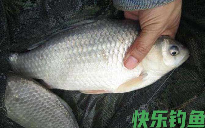 钓鱼