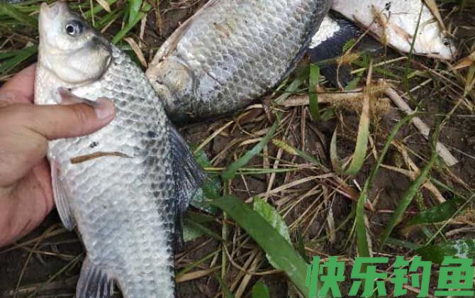 野钓鲫鱼