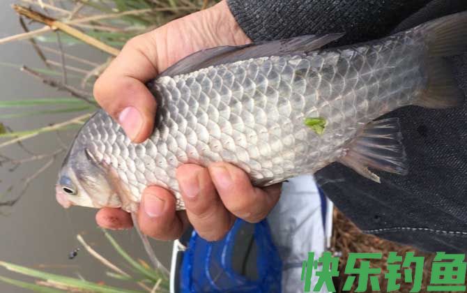 野钓鲫鱼