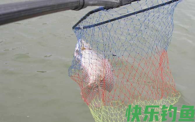 罗非鱼