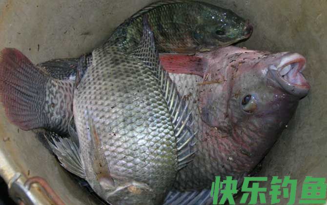 罗非鱼
