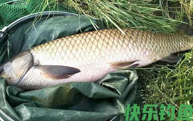 钓草鱼