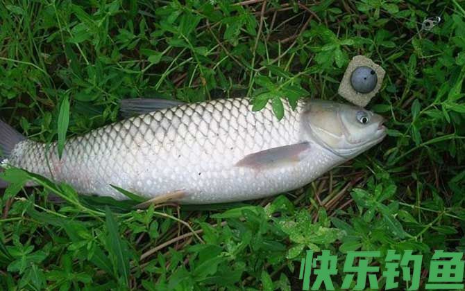 钓草鱼