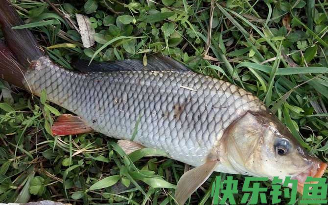 夏季钓鱼