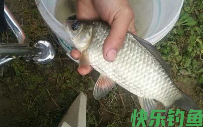 夏季钓鱼