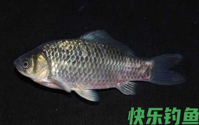钓鲫鱼