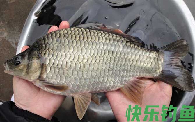 钓鲫鱼