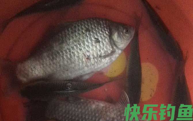 钓鲫鱼
