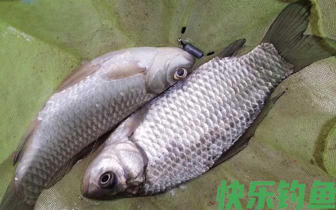 钓鲫鱼