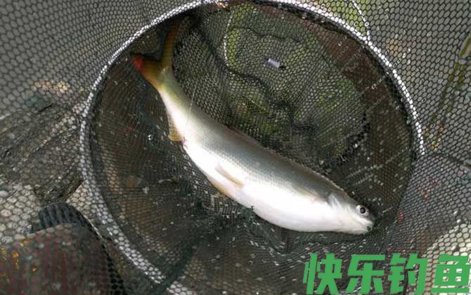 黄尾鱼