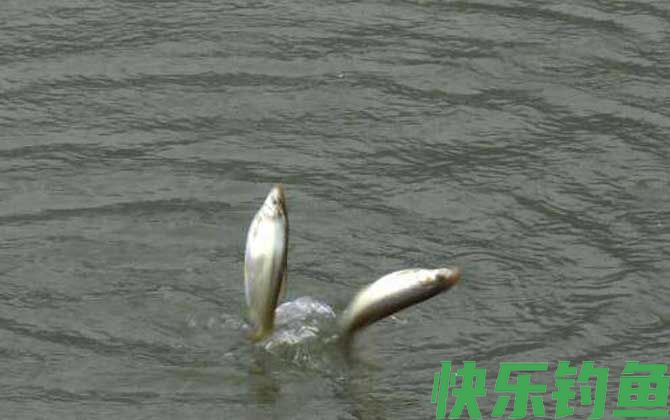 黄尾鱼
