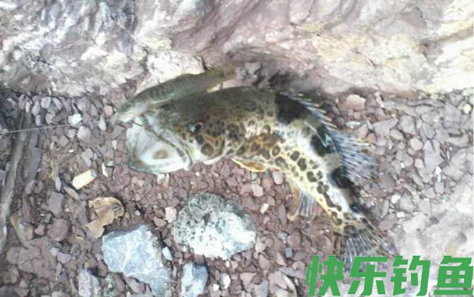 桂鱼