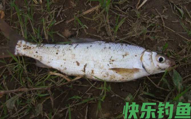 钓黄尾鱼
