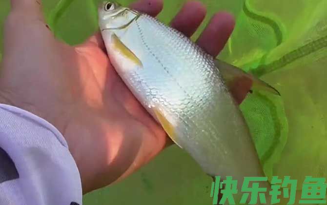 钓黄尾鱼