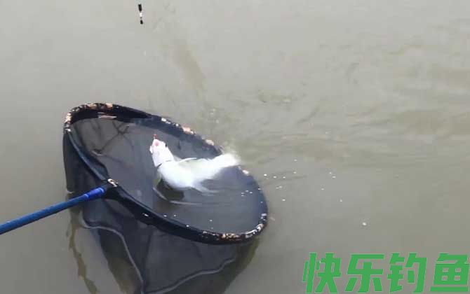 钓黄尾鱼
