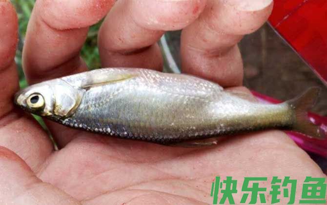 钓白条鱼