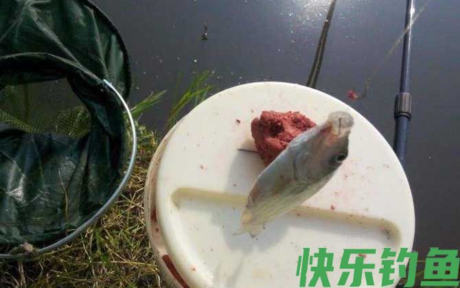 初冬钓鲫鱼