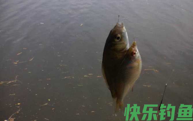 初冬钓鲫鱼