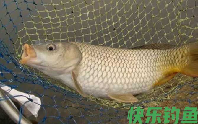 野钓鲤鱼