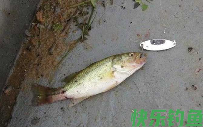 钓鲈鱼