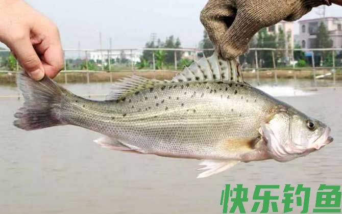 钓鲈鱼