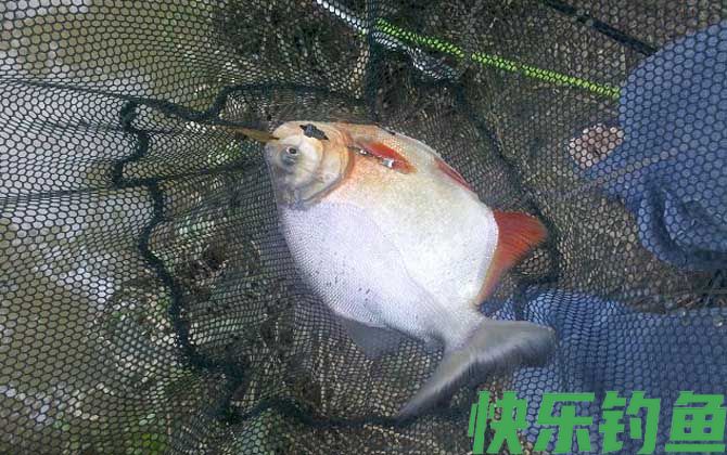 淡水白鲳