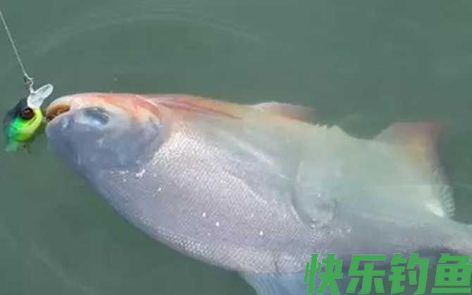 淡水白鲳