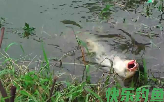 五月钓鱼