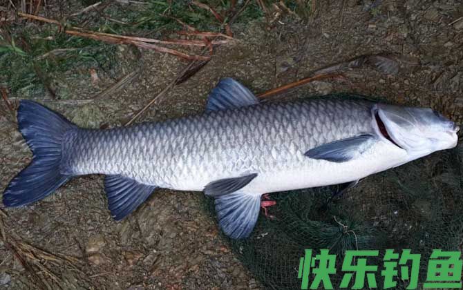青鱼