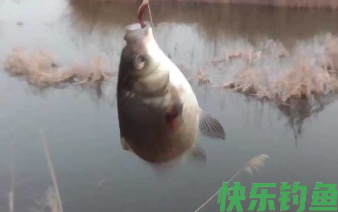 钓鱼