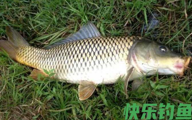 鲤鱼