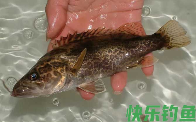 鳜鱼