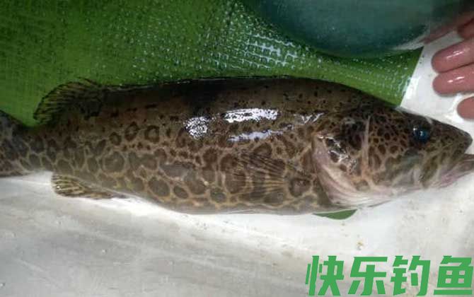 鳜鱼